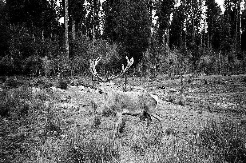 Deer 00580019.JPG - Kodak TriX 400 film